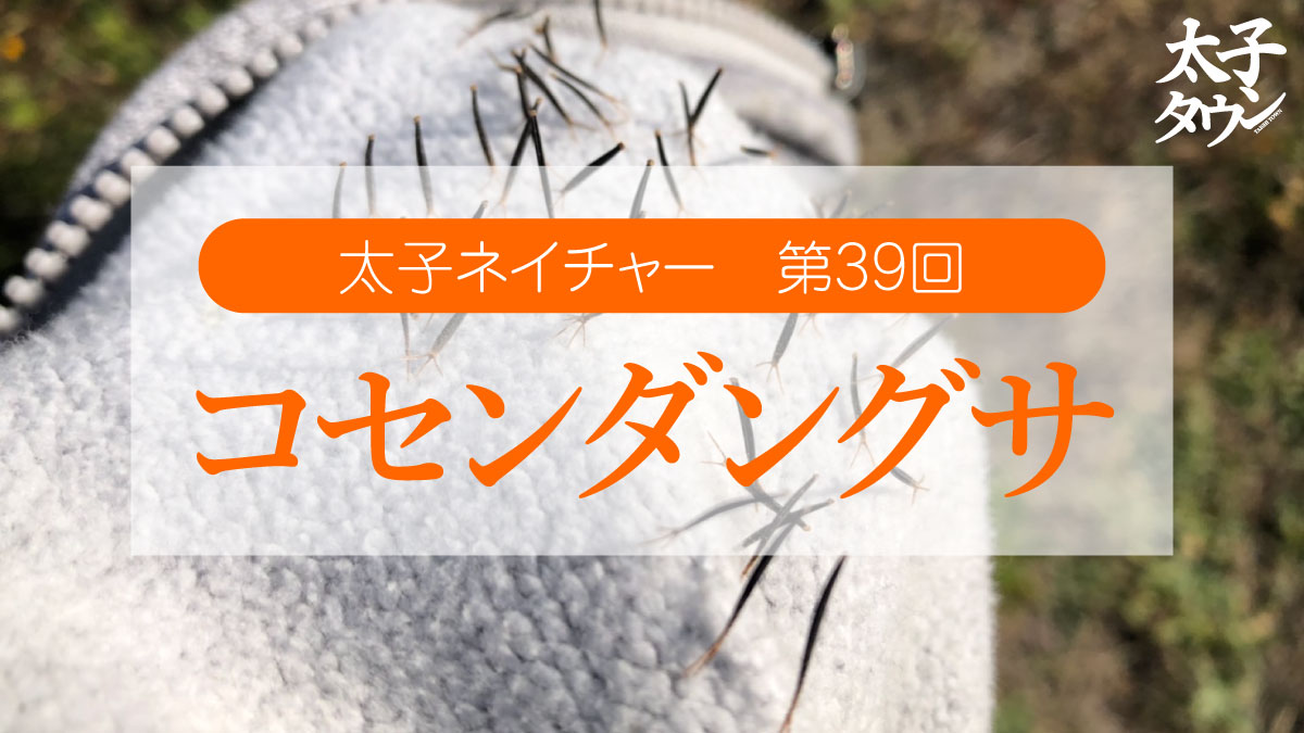 太子ネイチャー第39回コセンダングサ