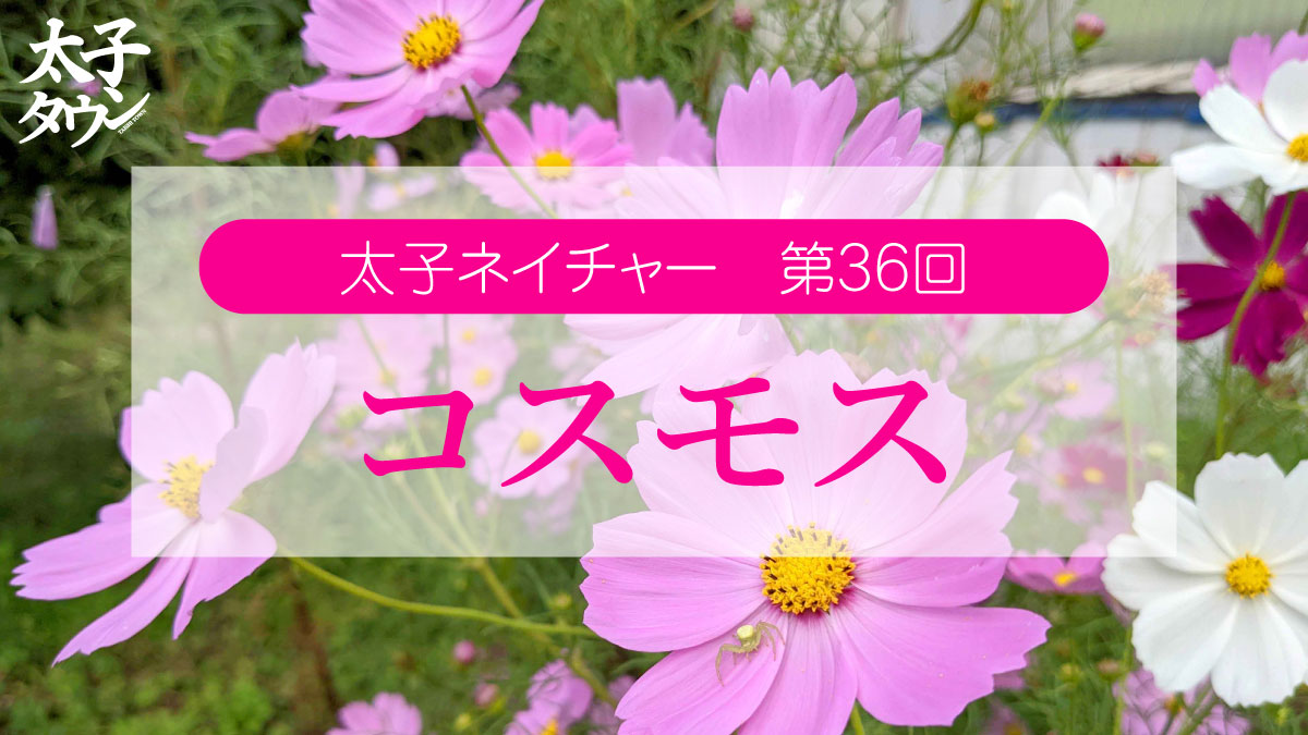太子ネイチャー第36回コスモス