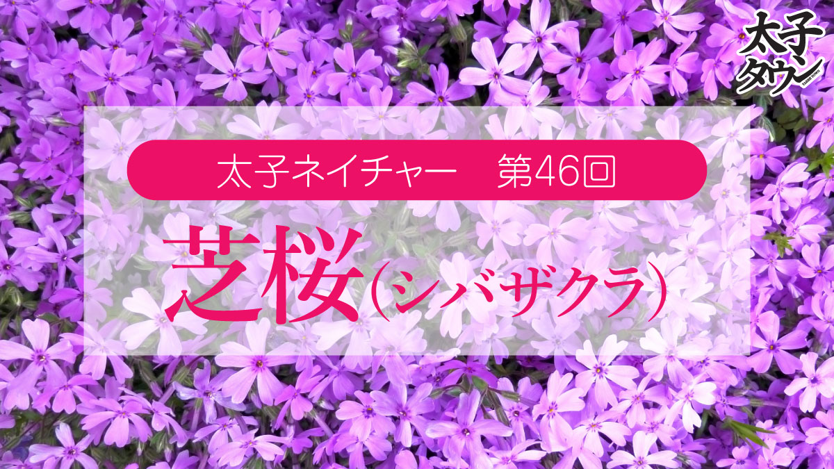 太子ネイチャー 第46回 芝桜(シバザクラ)