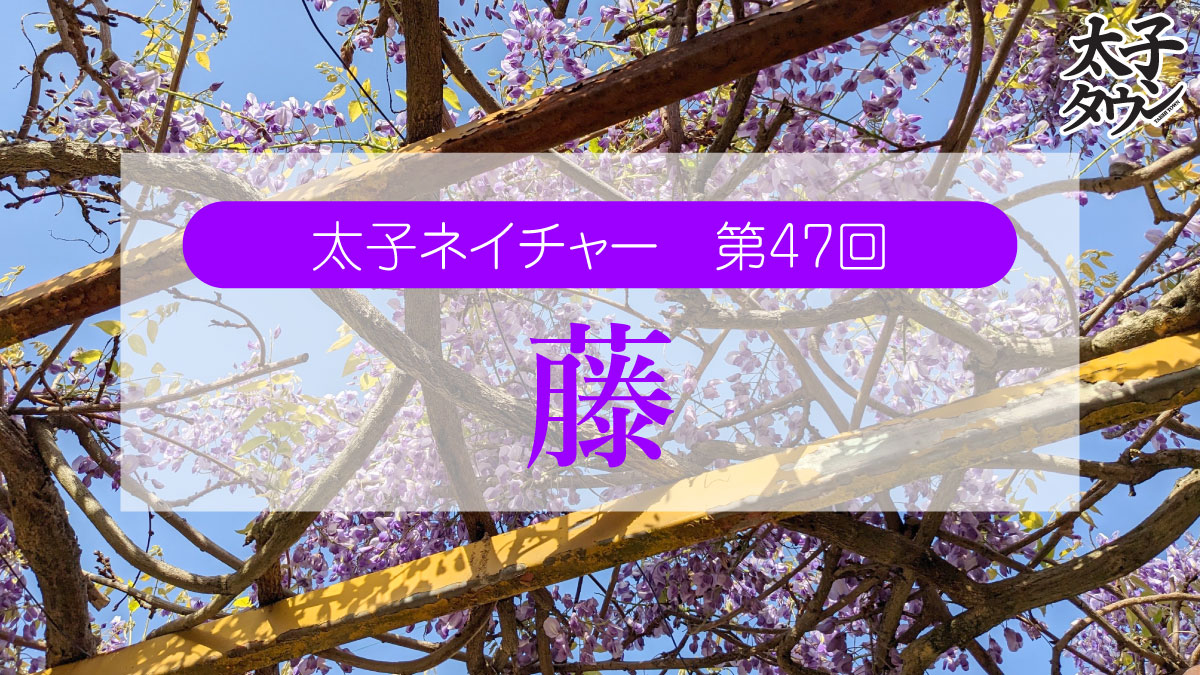 太子ネイチャー 第47回 藤
