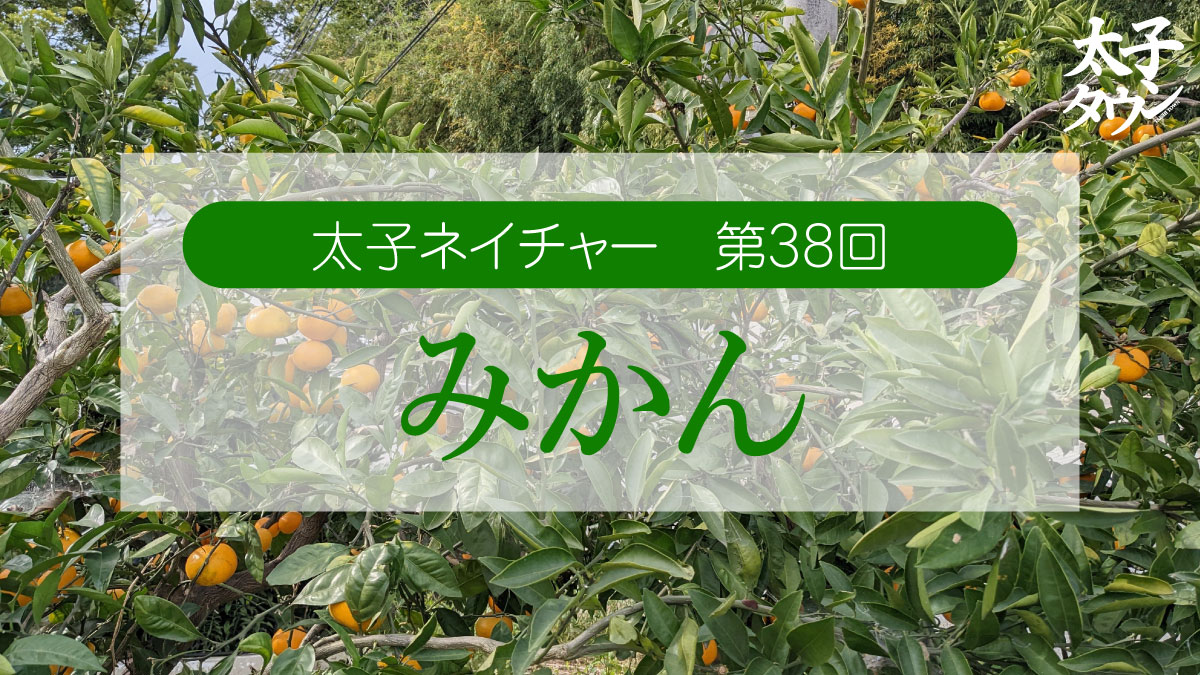 太子ネイチャー 第38回 みかん