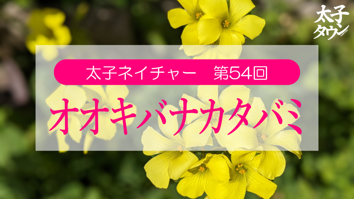 太子ネイチャー 第54回 オオキバナカタバミ