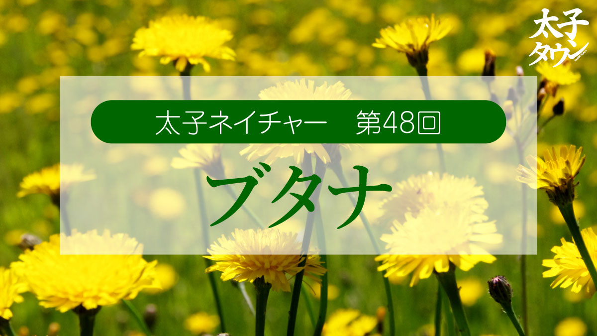 太子ネイチャー 第48回 ブタナ