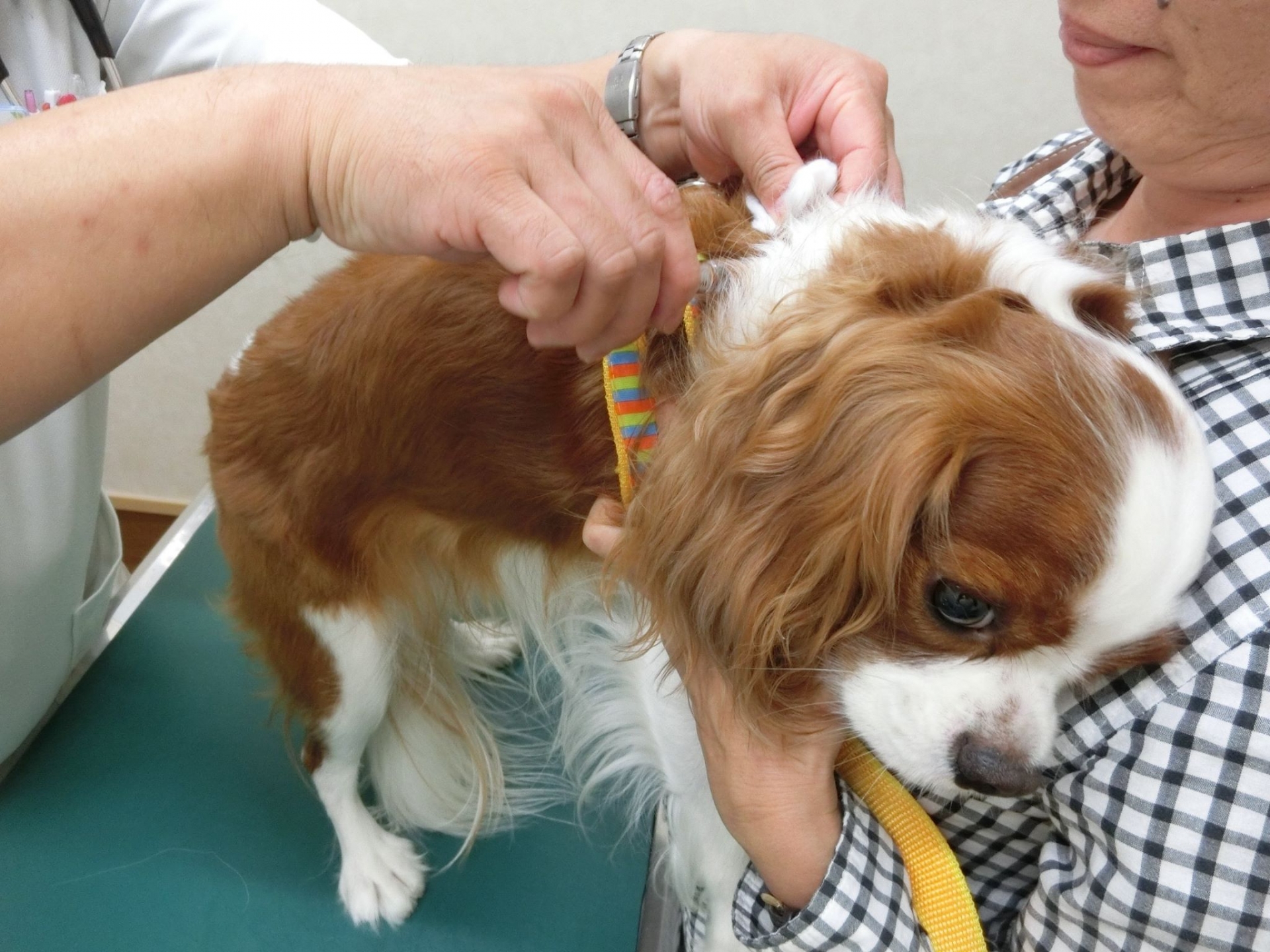 狂犬病予防接種