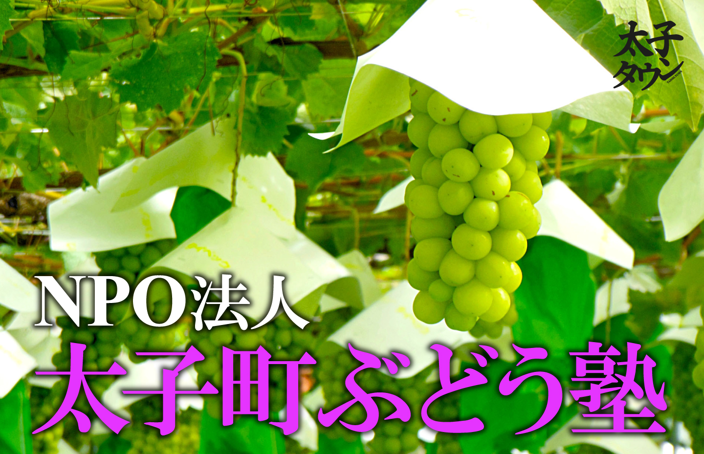 NPO法人 太子町ぶどう塾