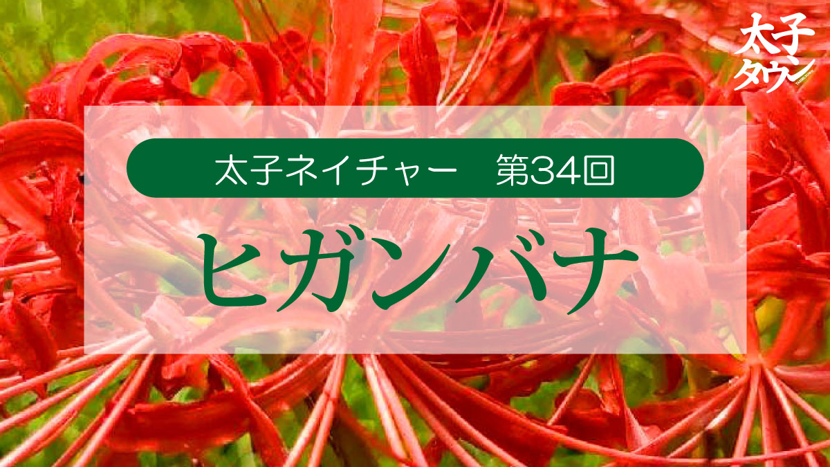 太子ネイチャー第34回 ヒガンバナ(曼珠沙華)