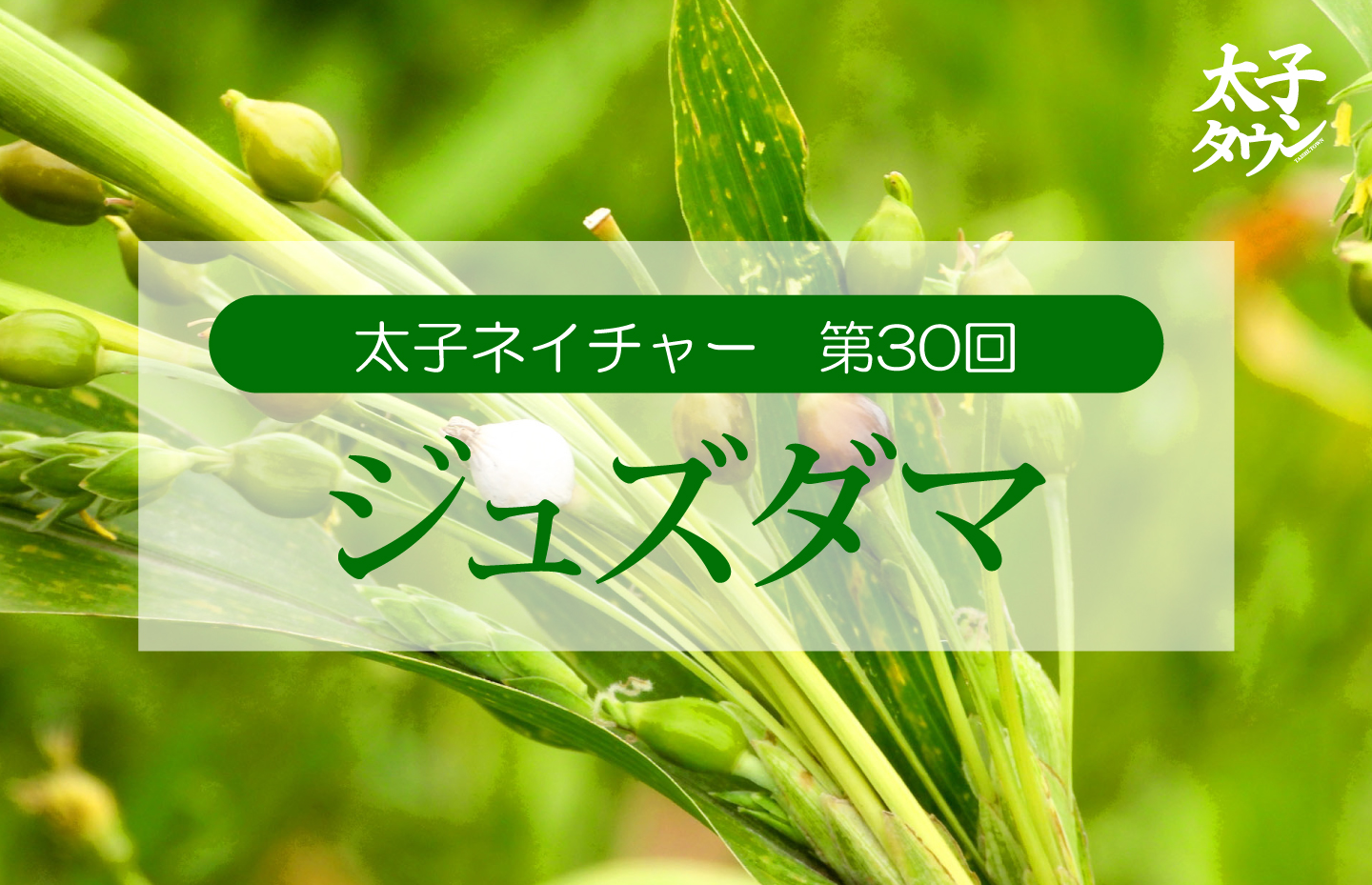 太子ネイチャー第30回 数珠玉(ジュズダマ)