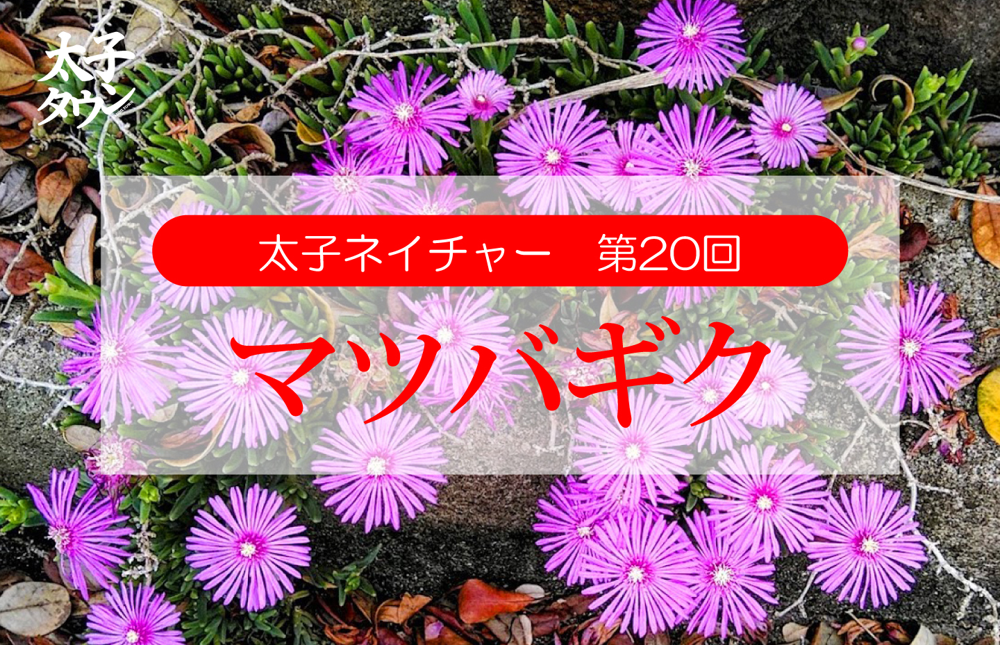 太子ネイチャー第20回マツバギク