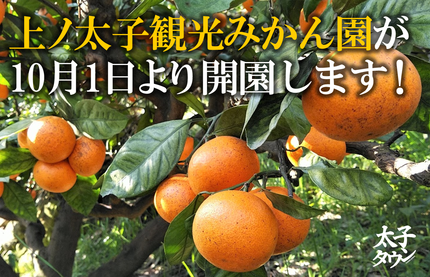上ノ太子観光みかん園が10月1日より開園します!