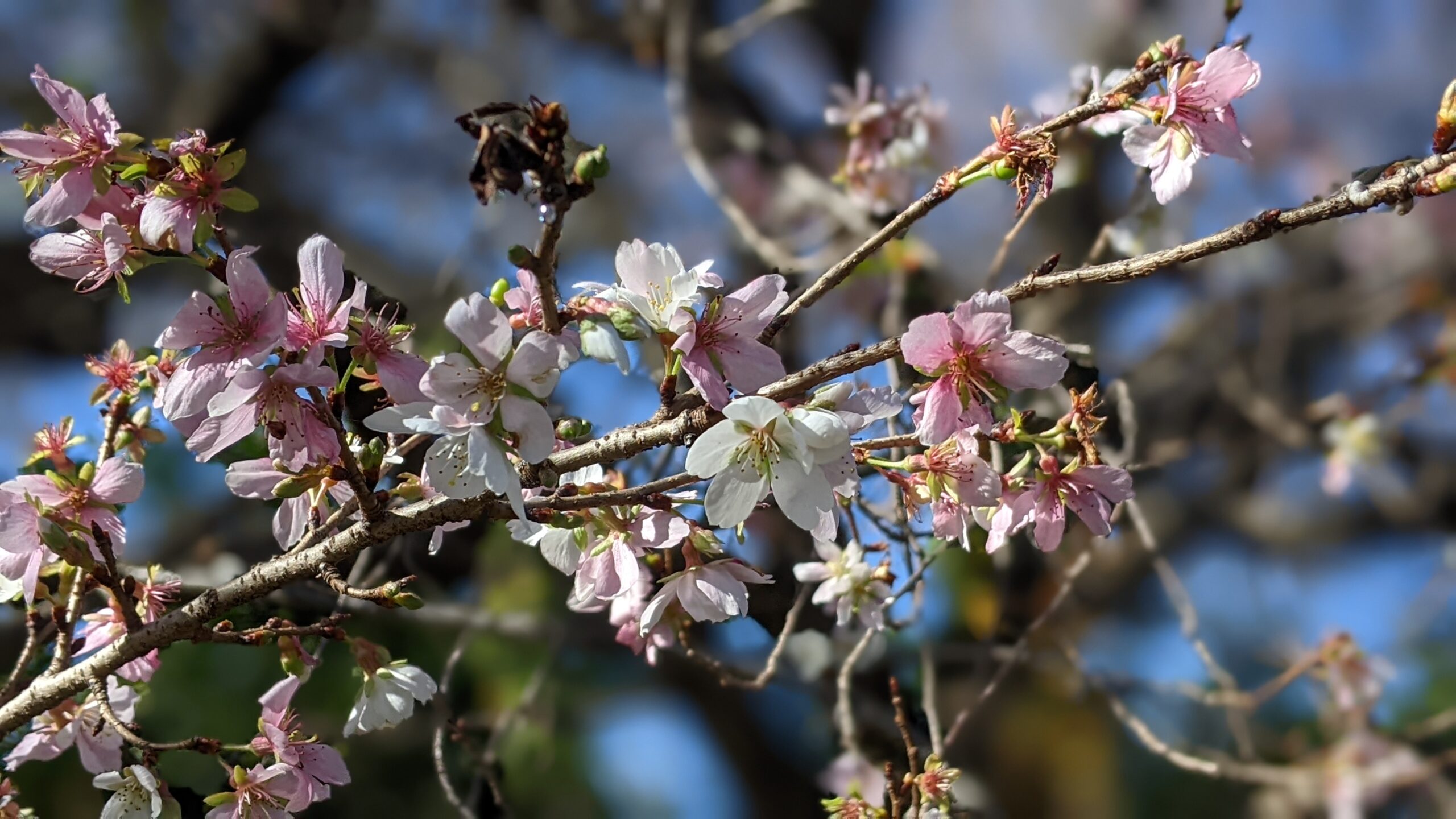 大阪府太子町】桜は秋から咲くものだった？冬桜（フユザクラ）が咲い