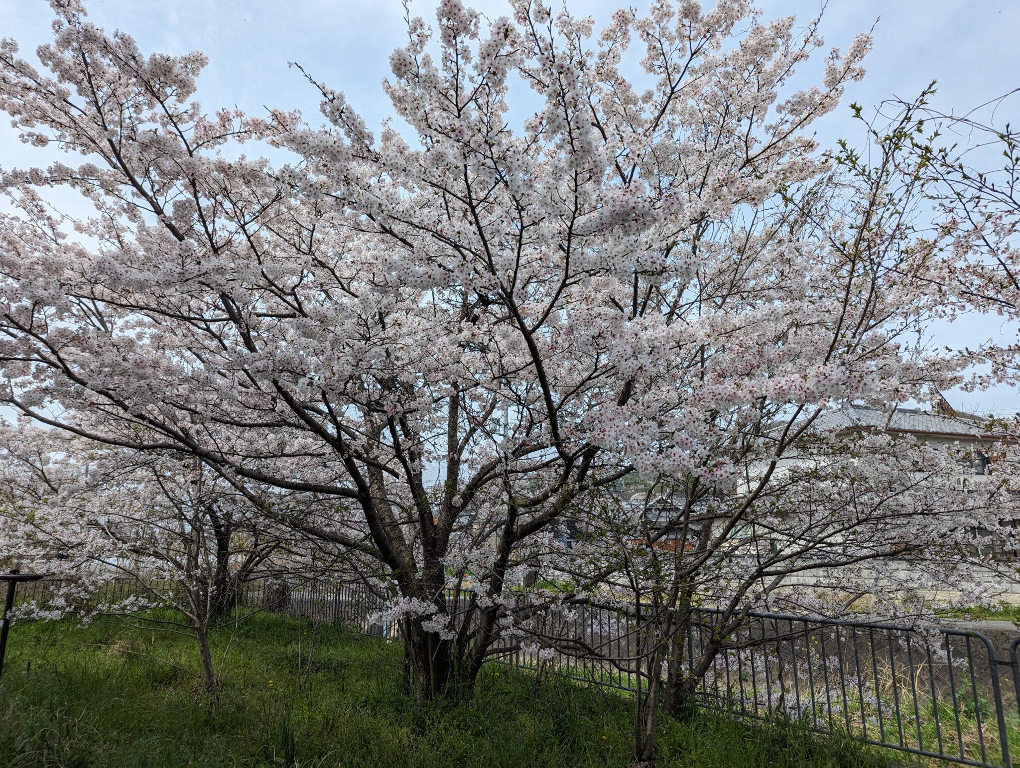 2024年飛鳥川沿い01
