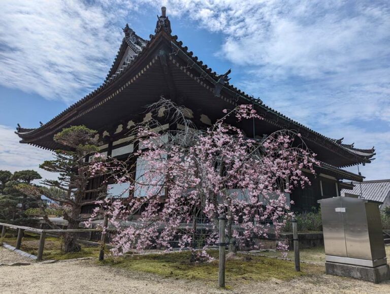 2024年叡福寺01