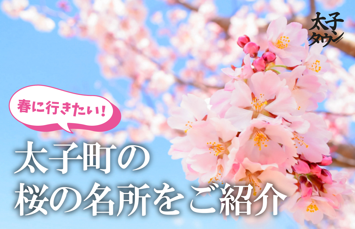 太子町の桜の名所を紹介