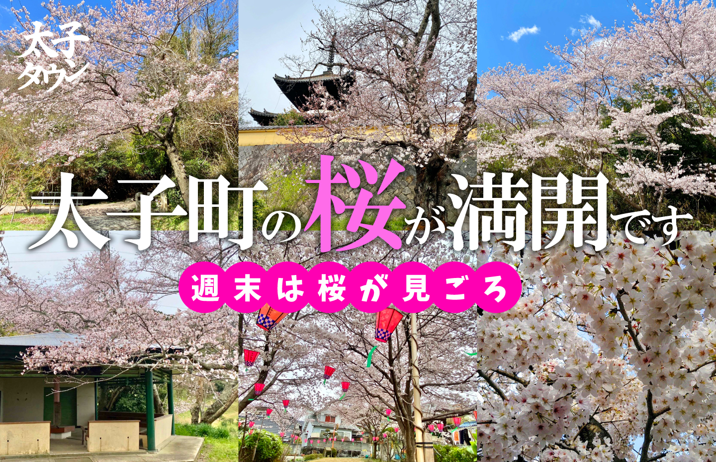 【大阪府太子町】太子町の桜の見所 週末は桜が見頃です!
