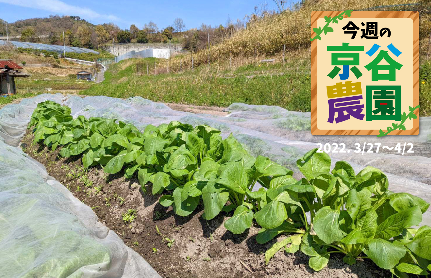 今週の京谷農園 2022年3月27日~4月2日