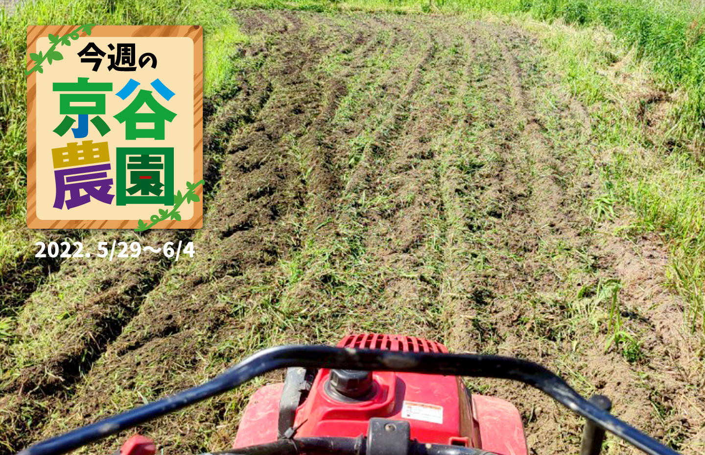 【大阪府太子町】今週の京谷農園5月29日~6月4日