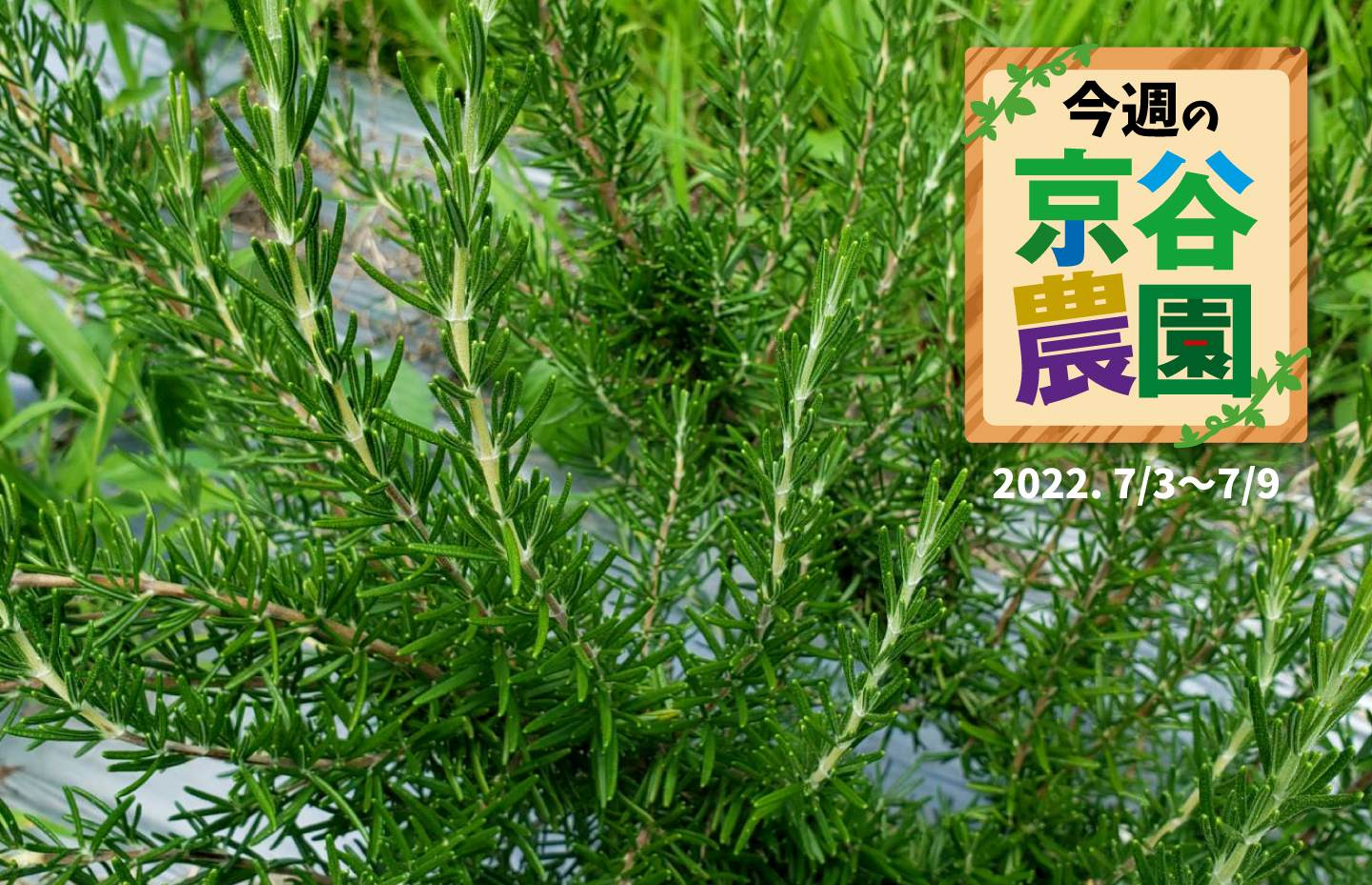 【大阪府太子町】今週の京谷農園7月3日~7月9日