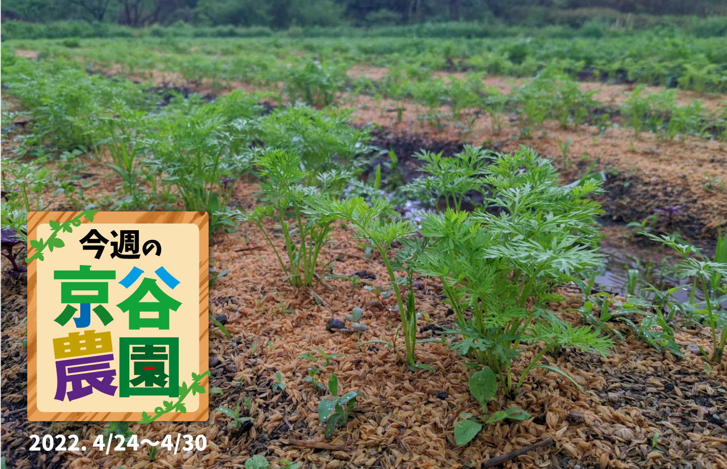 【大阪府太子町】今週の京谷農園4月24日～4月30日
