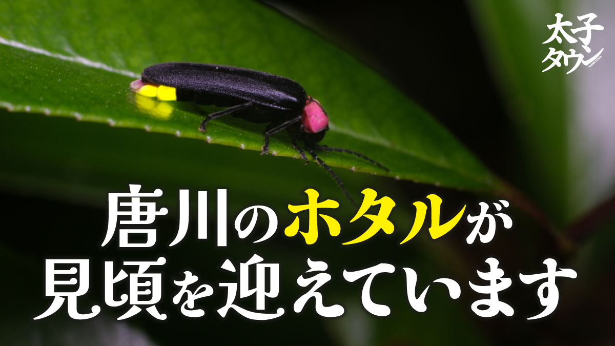 唐川のホタルが見ごろを迎えています