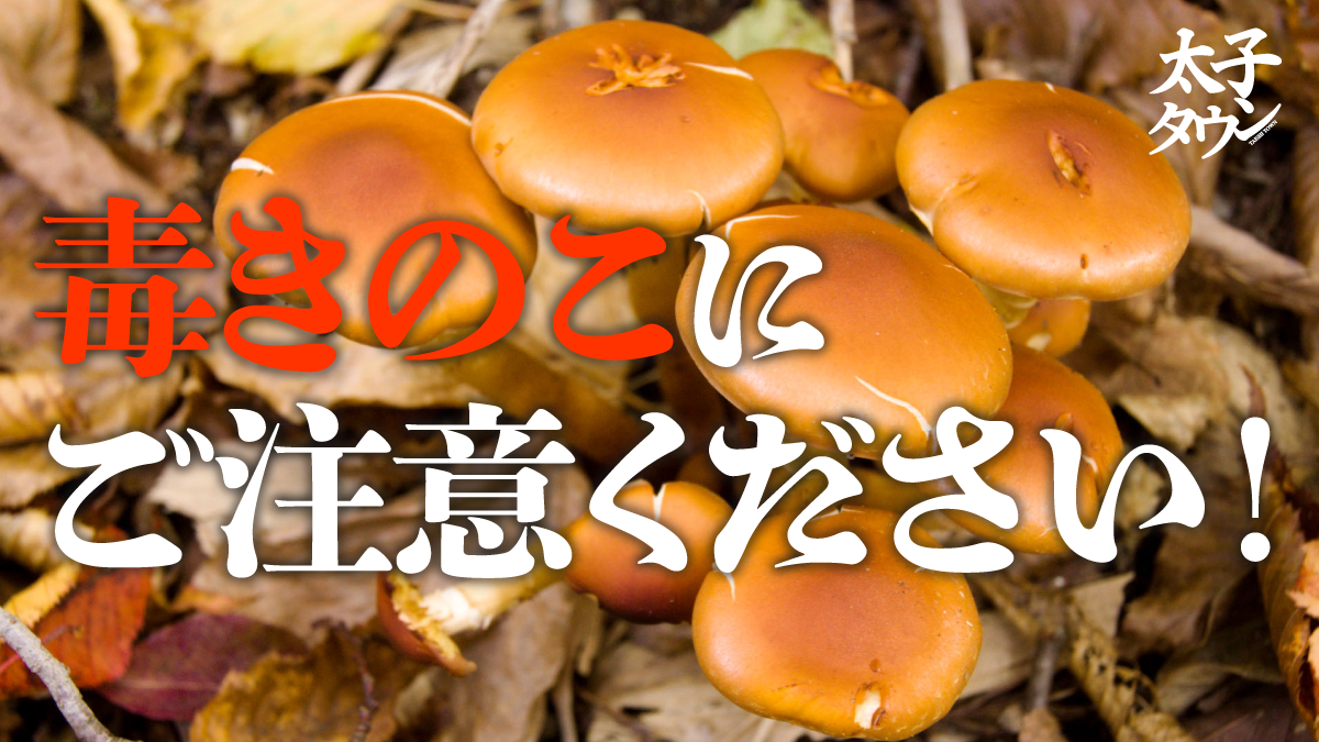 大阪府太子町】毒きのこにご注意ください！ ｜ 太子タウン | 太子タウン