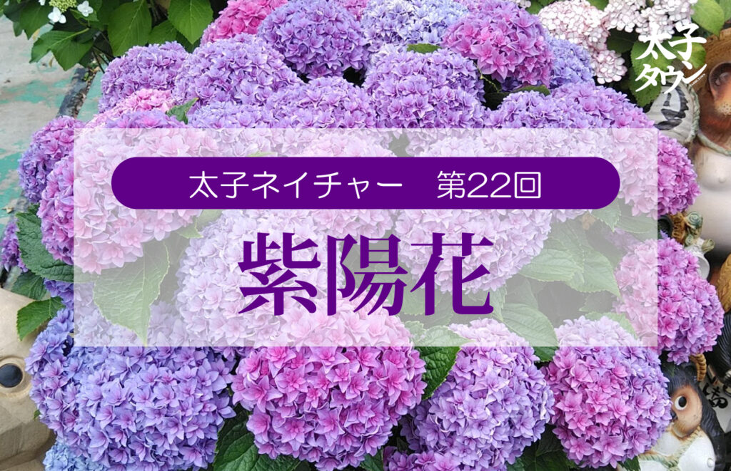 太子ネイチャー第22回 紫陽花（あじさい）