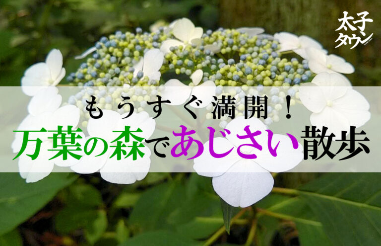 【太子町山田】もうすぐ満開！万葉の森であじさい散歩