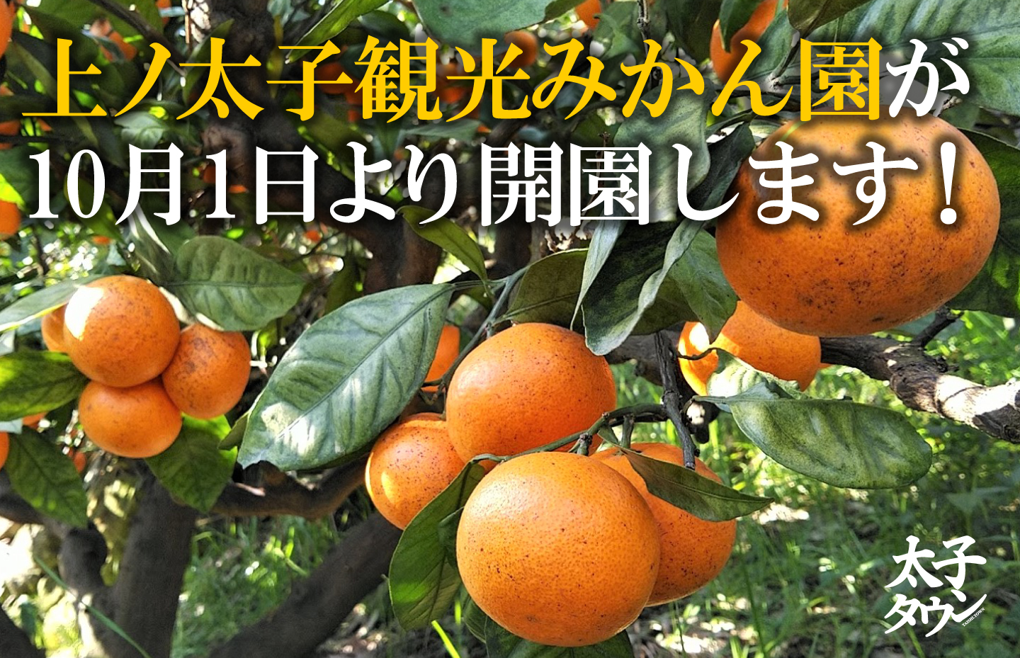上ノ太子観光みかん園が10月1日より開園します！