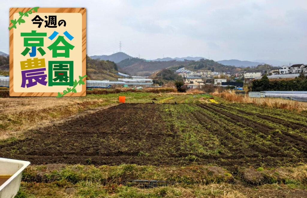 【大阪府太子町】今週の京谷農園 2022年2月27日～3月5日