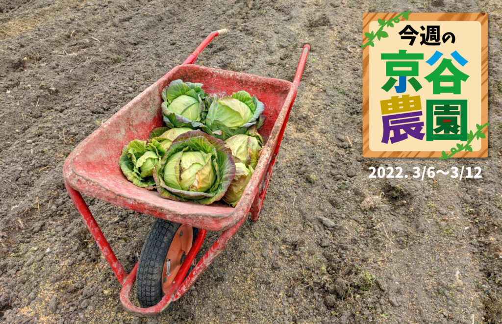 【大阪府太子町】今週の京谷農園 2022年3月6日～3月12日