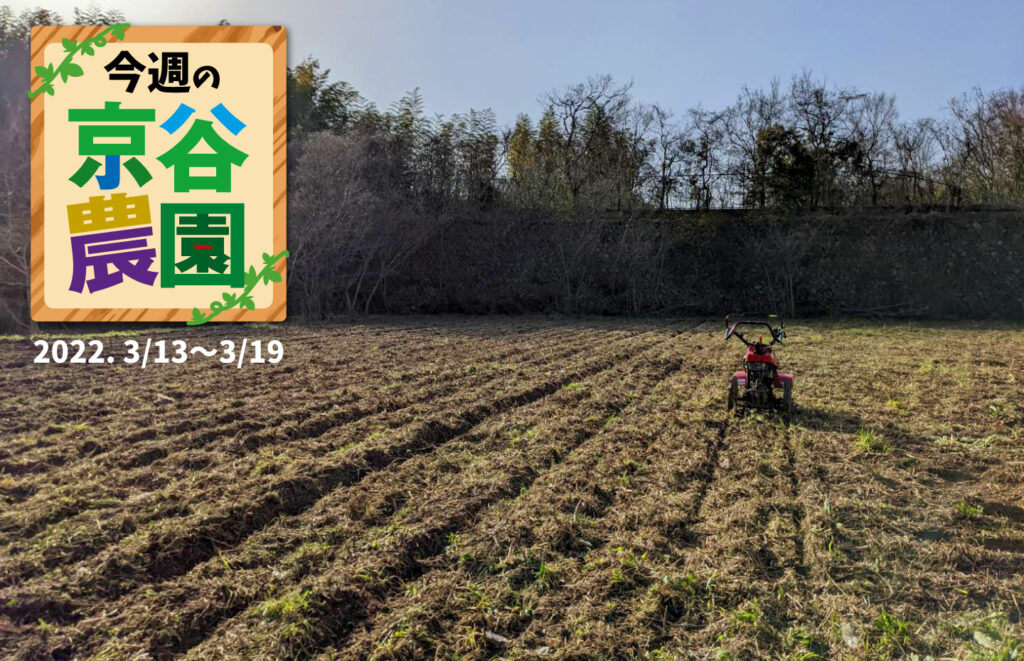 【大阪府太子町】今週の京谷農園 2022年3月13日～3月19日