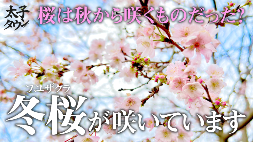 【大阪府太子町】桜は秋から咲くものだった？冬桜（フユザクラ）が咲いています