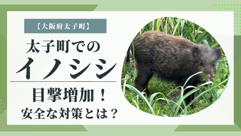 太子町でのイノシシ目撃増加！安全な対策とは？