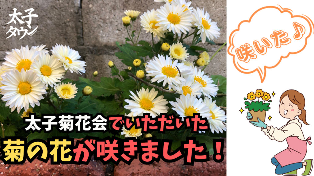 【大阪府太子町】太子菊花会でいただいた菊の花が咲きました！