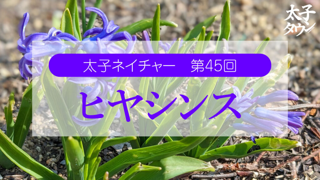 太子ネイチャー 第45回 ヒヤシンス（紫）