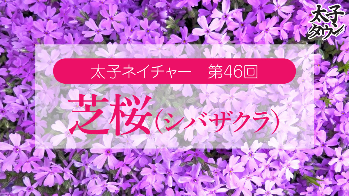 太子ネイチャー 第46回 芝桜（シバザクラ）