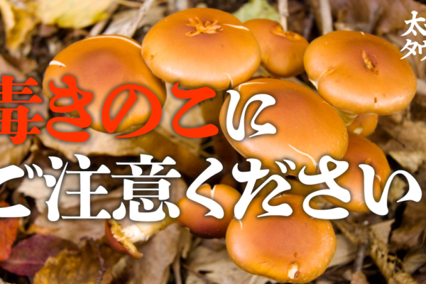 毒きのこにご注意ください！