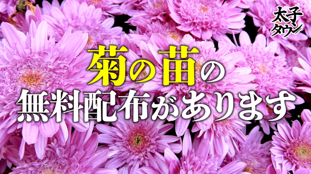 【大阪府太子町】菊の苗の無料配布があります